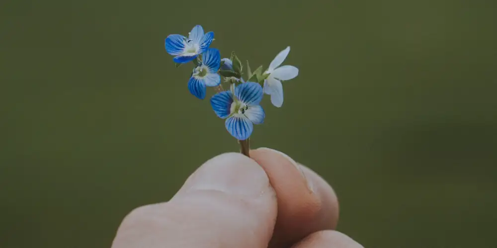 faire des mini-tâches - des doigts qui tiennent une toute petite fleur bleue