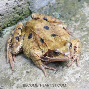 réussir ses objectifs faire la pire tache au matin tel manger une grenouille